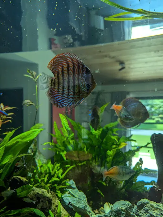 Aquatic Life Designs, LLC Picture 2