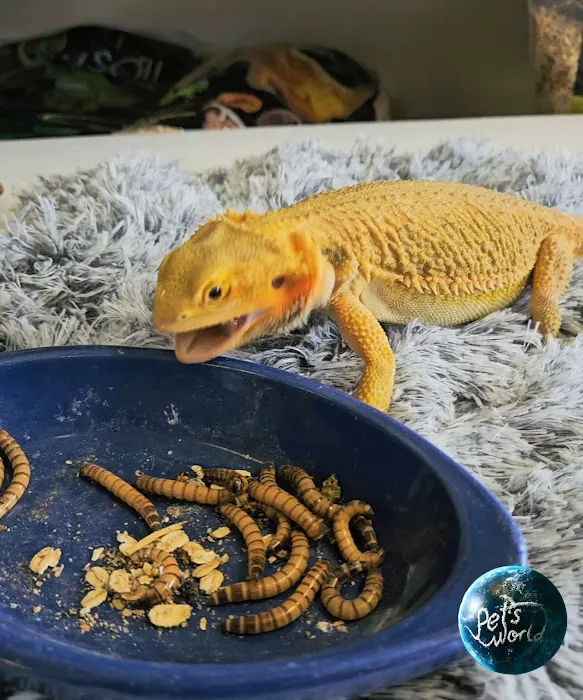 Pet's World Picture 4