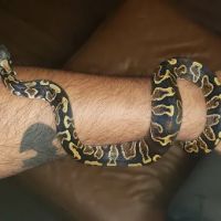 Pet's World ico