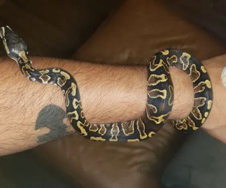Pet's World