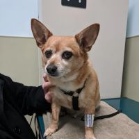 Riverside Veterinary Care on Columbus ico