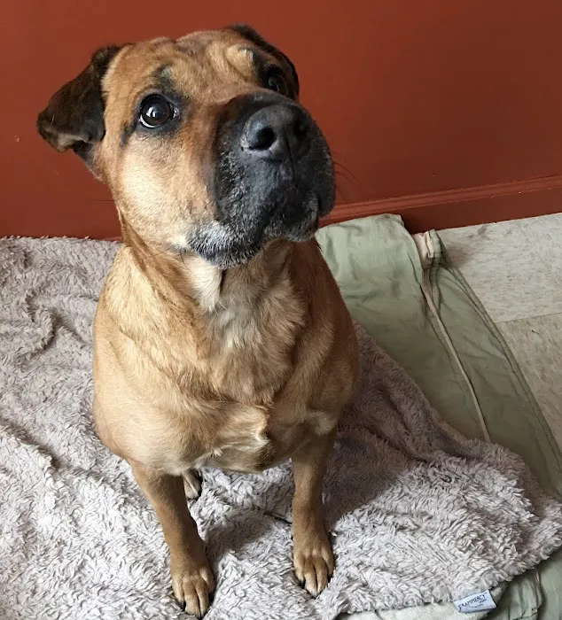 HomeHeart Vets Picture 9