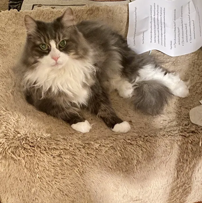HomeHeart Vets Picture 5