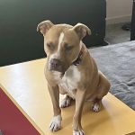 HUB Veterinary Group