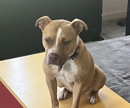 HUB Veterinary Group