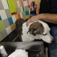 Petco ico