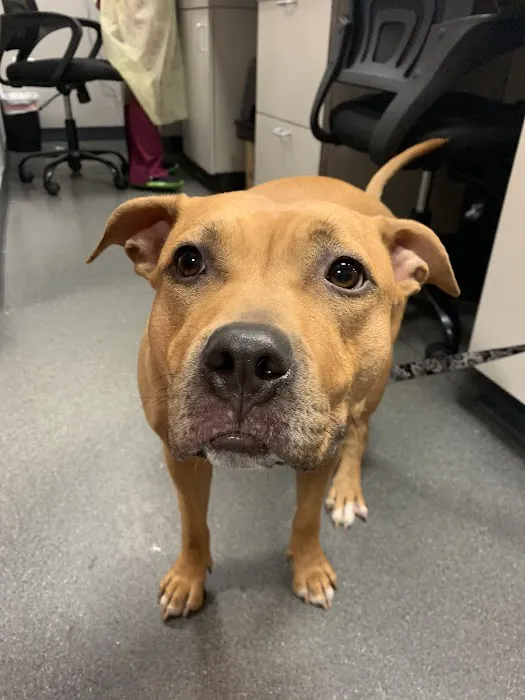 North Regent Animal Clinic Picture 4