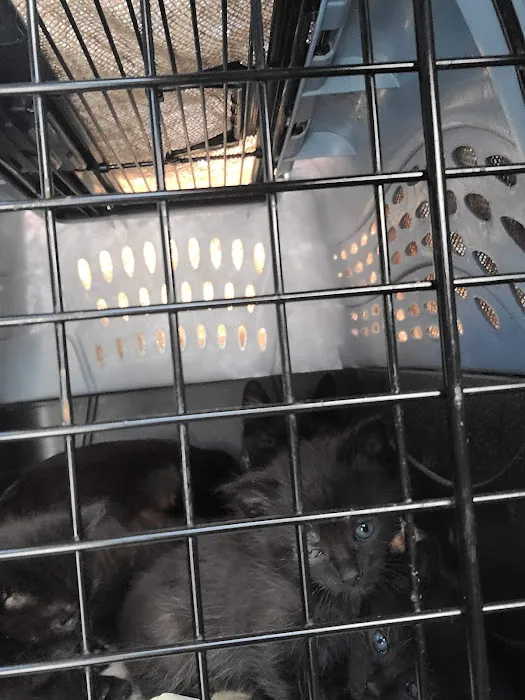 North Regent Animal Clinic Picture 5