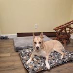 North Regent Animal Clinic