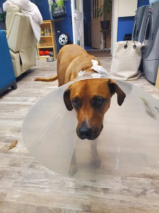 Animal Hospital of White Plains Picture 7