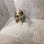 Port Chester Animal Hospital