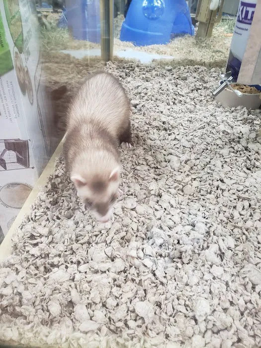 Pet Supermarket Picture 3