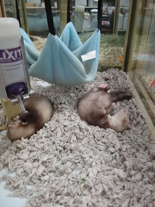 Pet Supermarket Picture 5