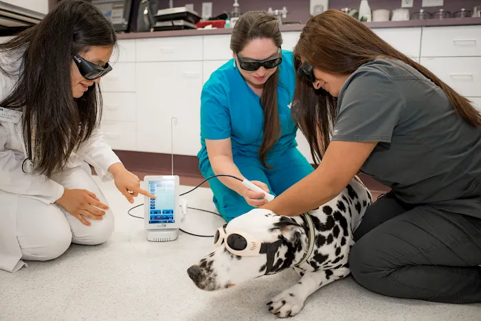 Bond Animal Hospital Picture 10
