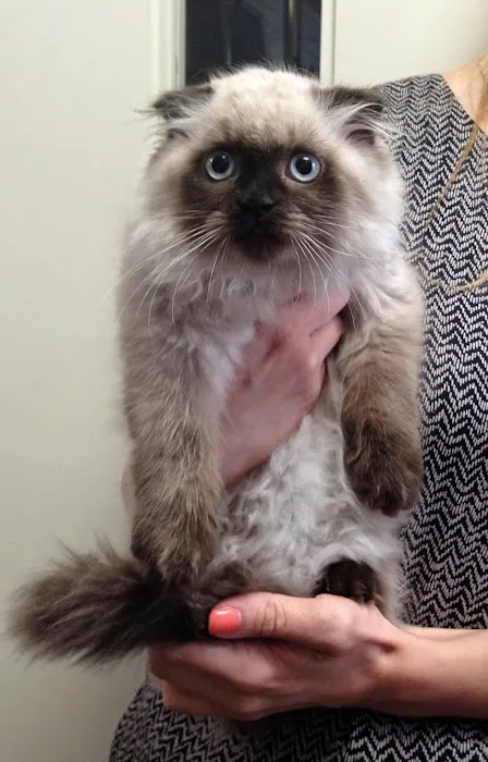 Bond Animal Hospital Picture 4