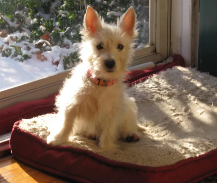 Bond Animal Hospital Picture 3