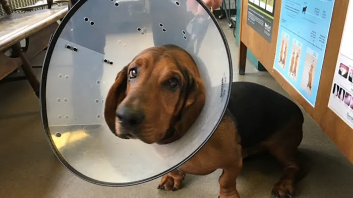 Dobbs Ferry Animal Hospital Picture 10
