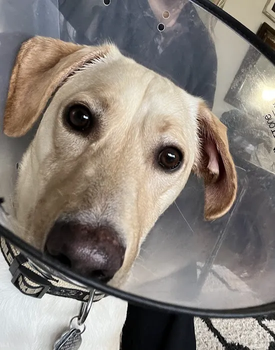 Dobbs Ferry Animal Hospital Picture 6