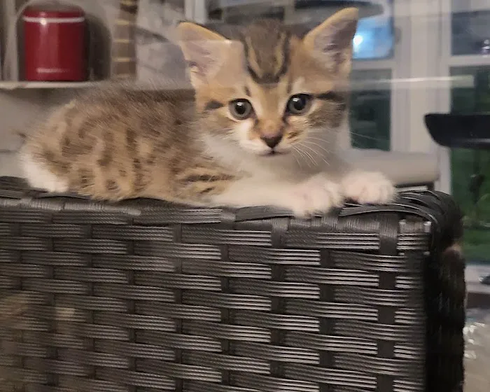 AtPetShops Picture 2