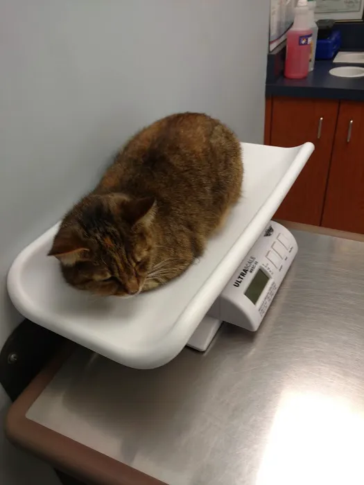 Ardsley Veterinary Associates Picture 1