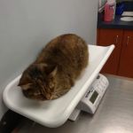 Ardsley Veterinary Associates