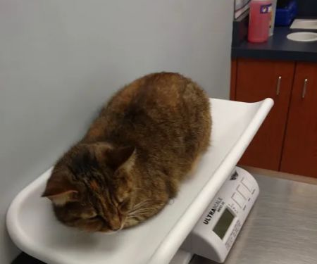 Ardsley Veterinary Associates