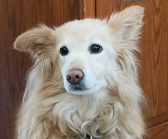 Senior Pet Vet Picture 6