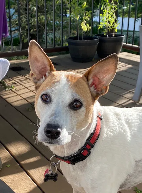 Senior Pet Vet Picture 5