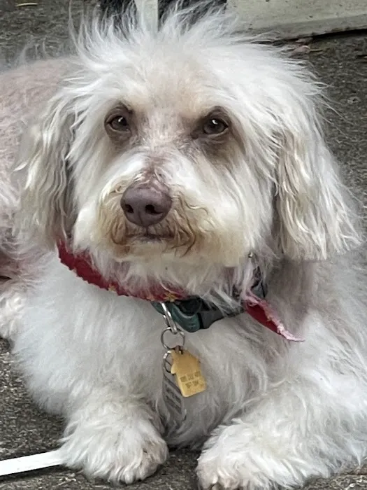 Senior Pet Vet Picture 7
