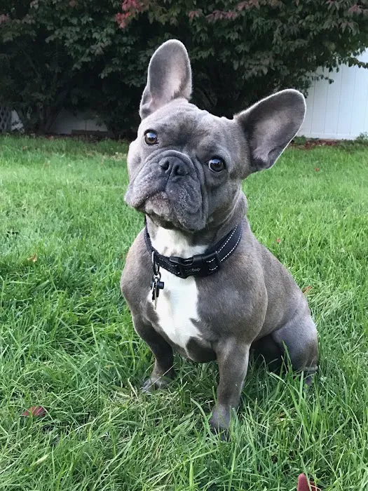 Senior Pet Vet Picture 8