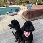 Greenwich Animal Hospital