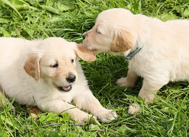 Greenwich Animal Hospital Picture 7