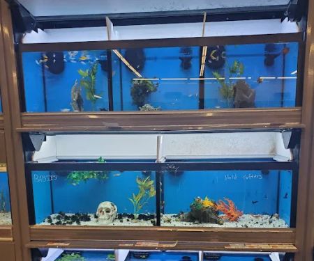 Pet Supplies Plus Smyrna