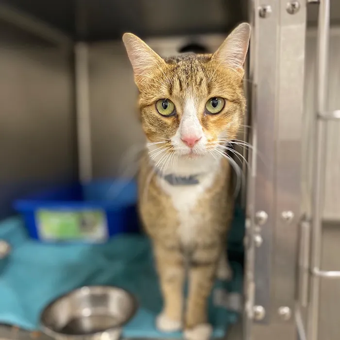 Feline Veterinary Medical Center Picture 9