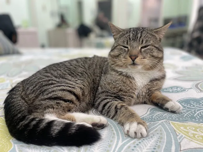Feline Veterinary Medical Center Picture 2