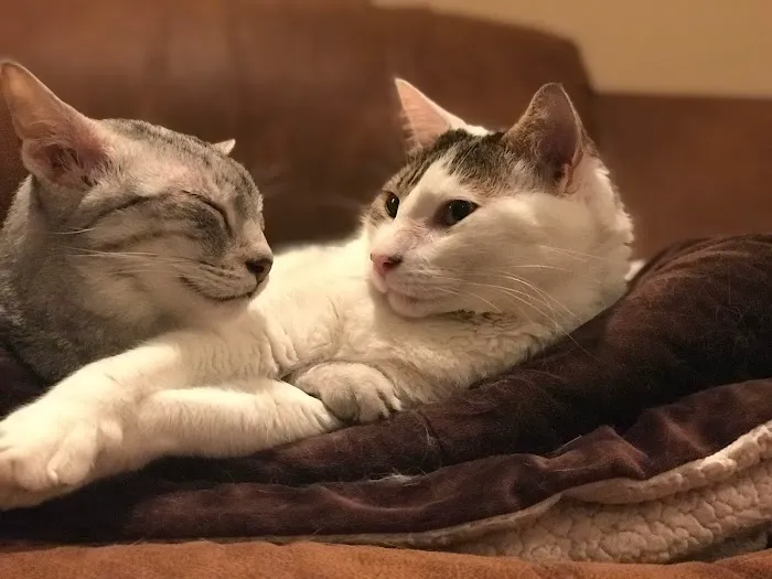 Feline Veterinary Medical Center Picture 7