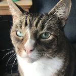 Feline Veterinary Medical Center