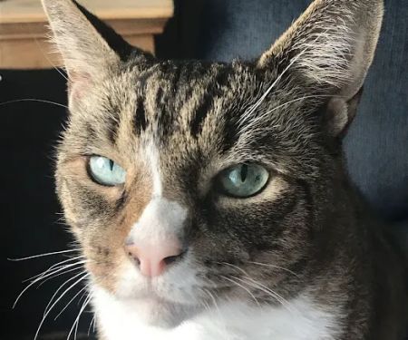 Feline Veterinary Medical Center