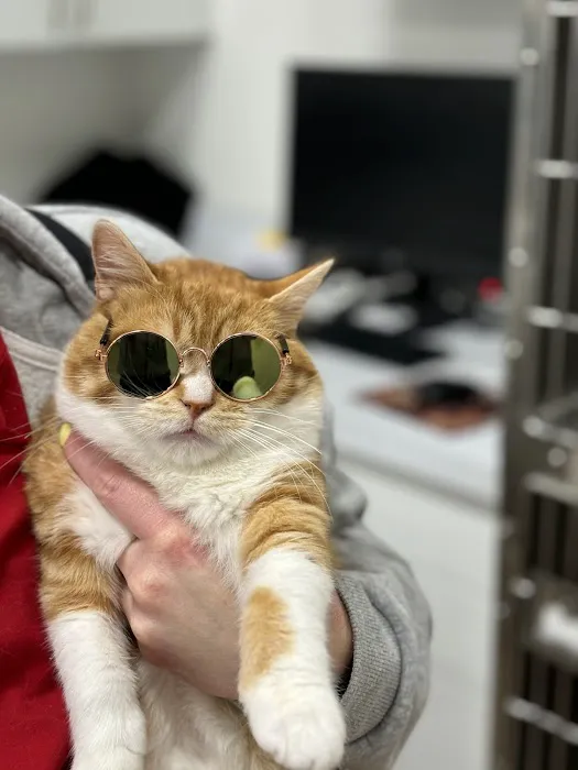 Feline Veterinary Medical Center Picture 4