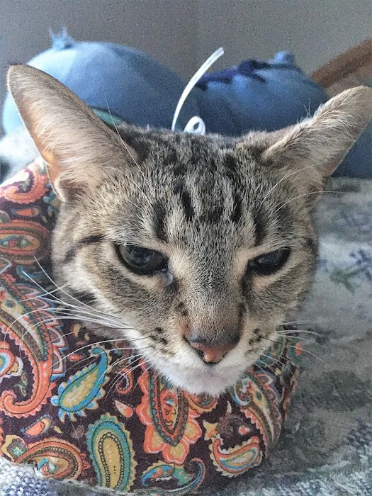 Feline Veterinary Medical Center Picture 5