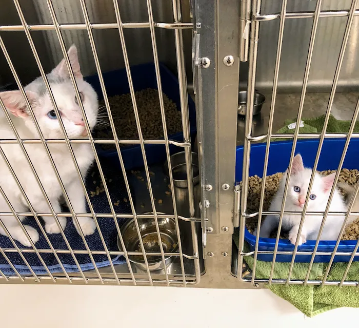 Feline Veterinary Medical Center Picture 10