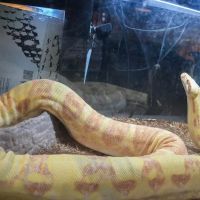 AniMart Pets ico
