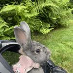 Dakota Veterinary Center