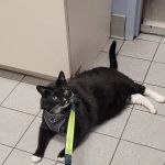 Cresskill Animal Hospital