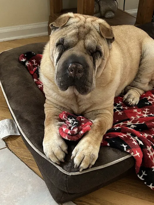 Cresskill Animal Hospital Picture 7