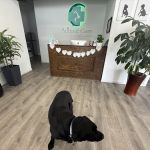 Animal Care of Closter