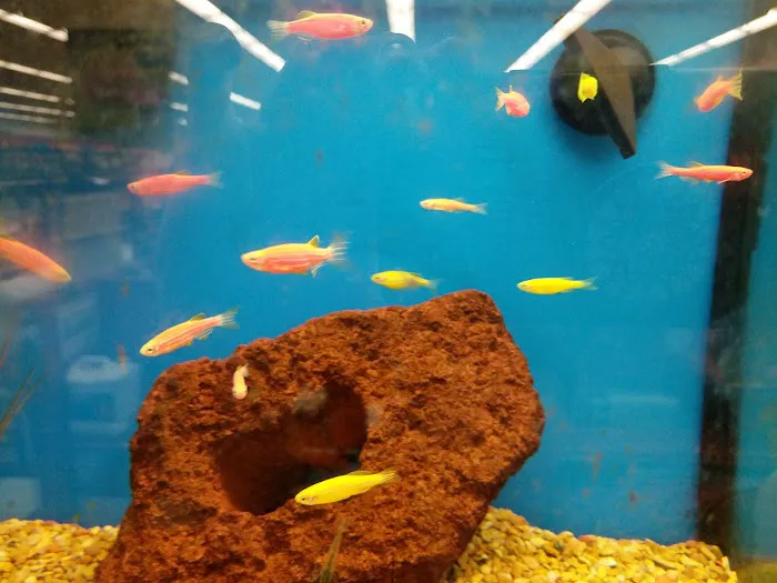 Petco Picture 5