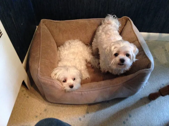 Dumont Animal Hospital Picture 7