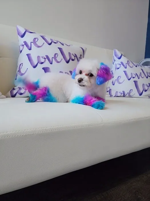 Jazzy Pawz Pet Care Suites Picture 1