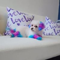 Jazzy Pawz Pet Care Suites ico
